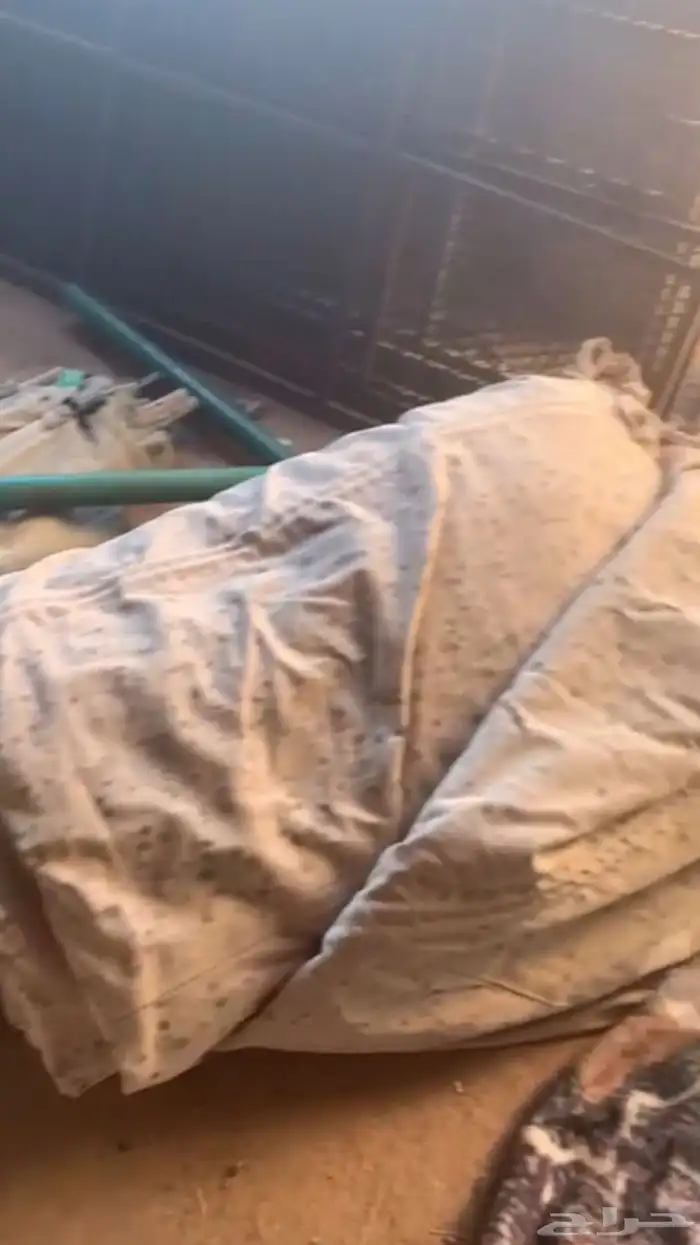 للبيع خيمه عمودين فيها قطوع تصلح ذريات للحلال 0