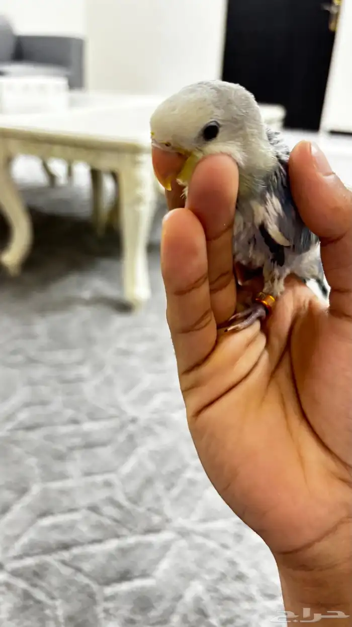 فرخ روز أليف العمر ماكمل شهر 3