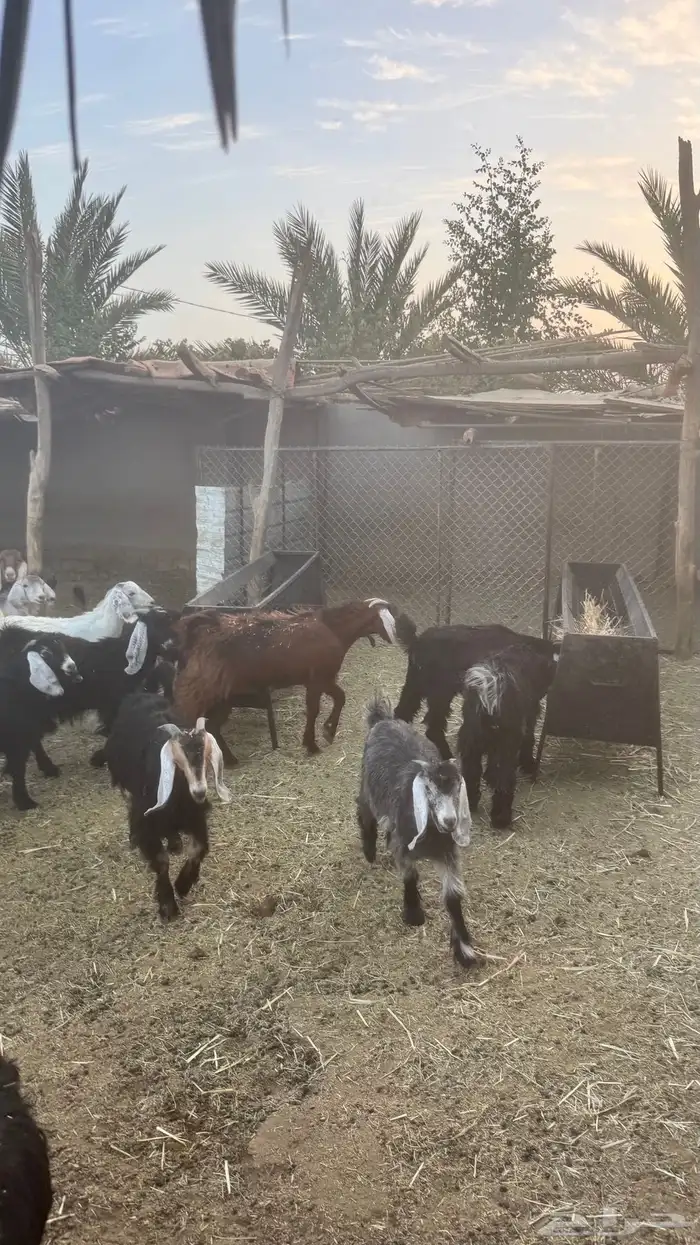 تيوس مخاصي وجفار 1