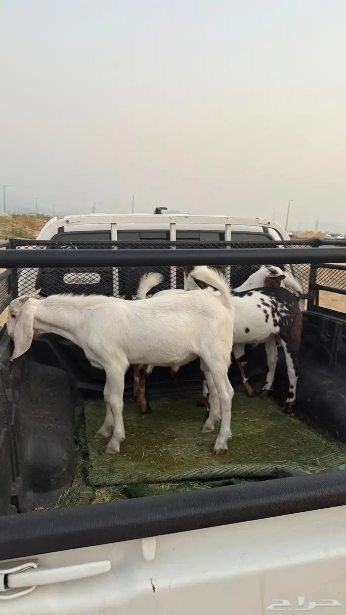 تيوس لباني 1