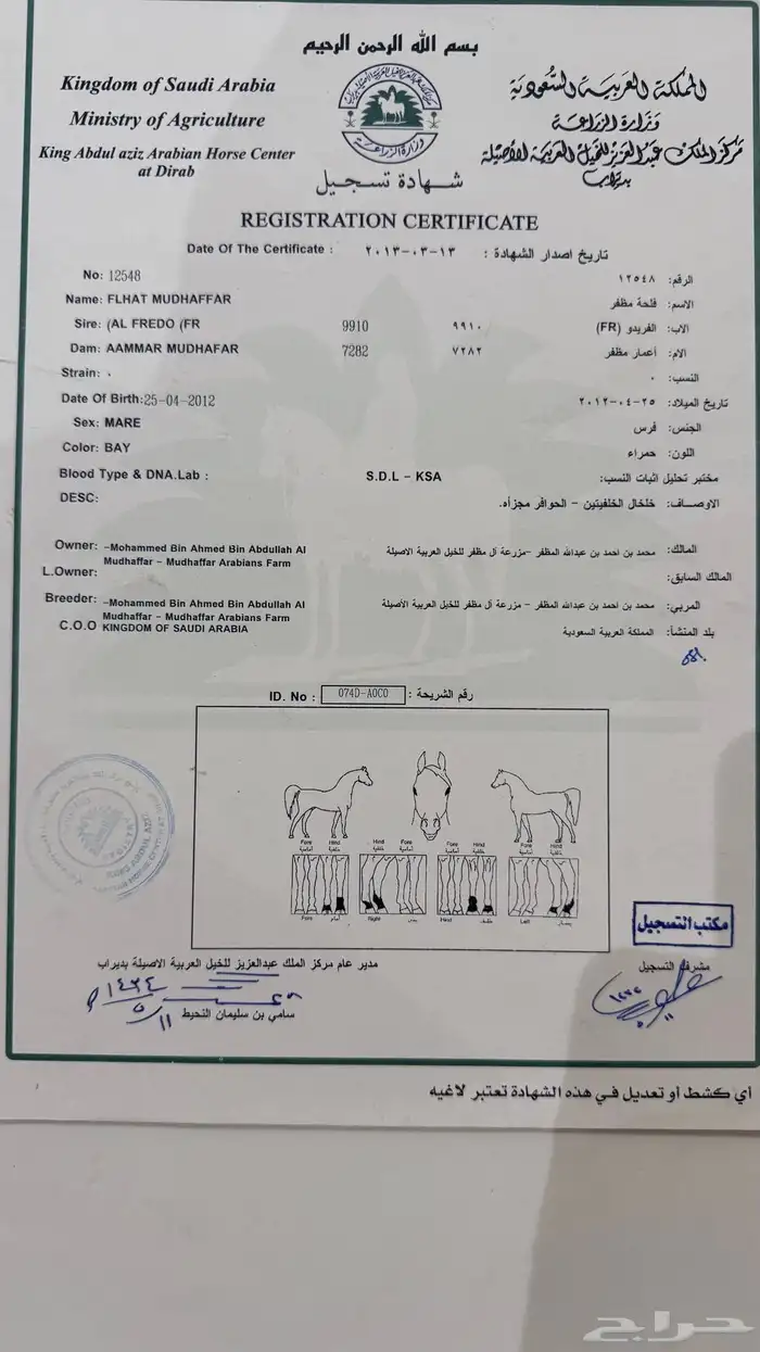 فرس عربيه ورق تحتها مهره البيع ب المهره او بدون 3