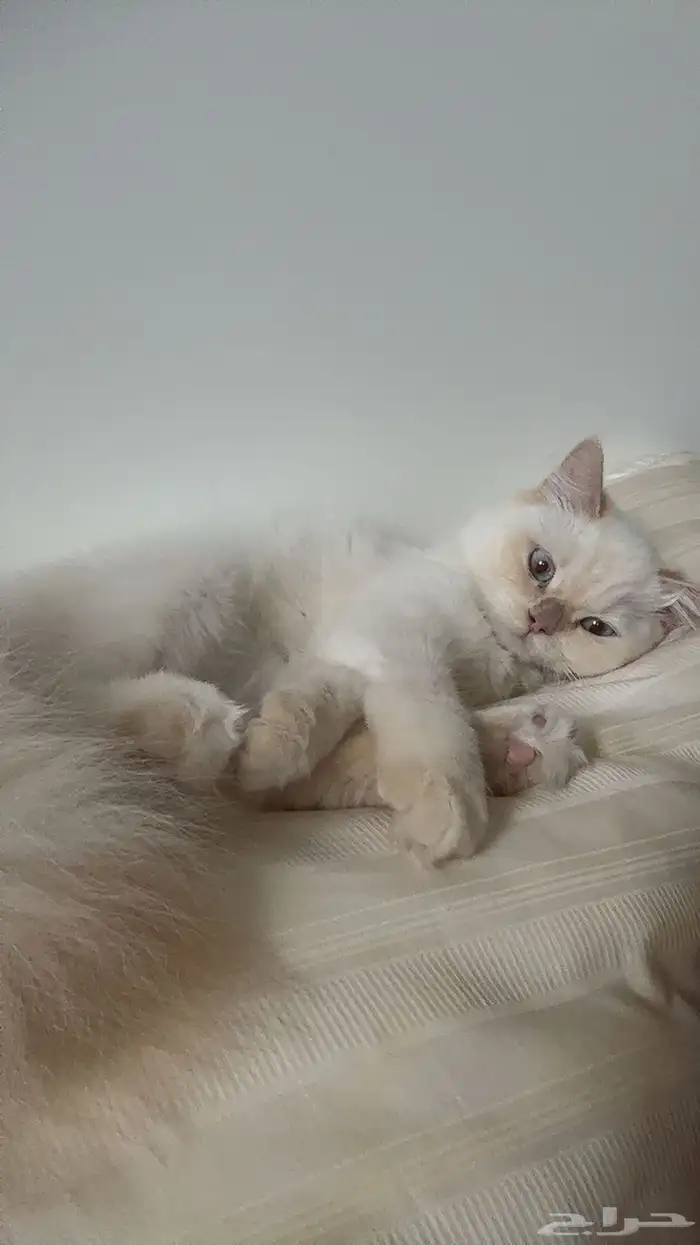 قطه هيميلايا و جميع المستلزمات 0