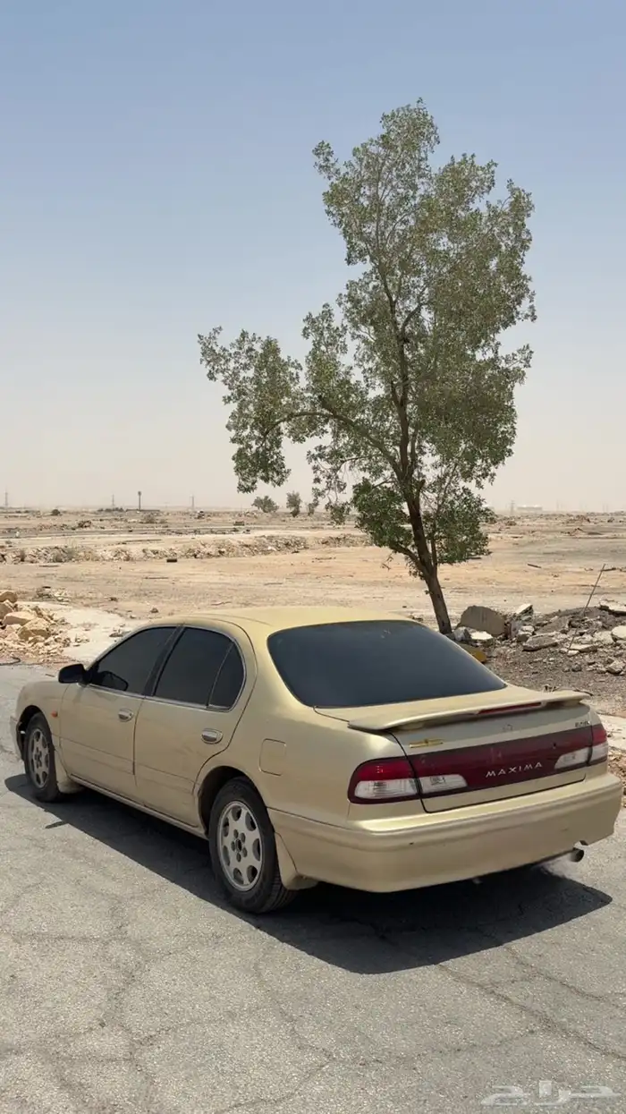 مكسيما للبيع 2