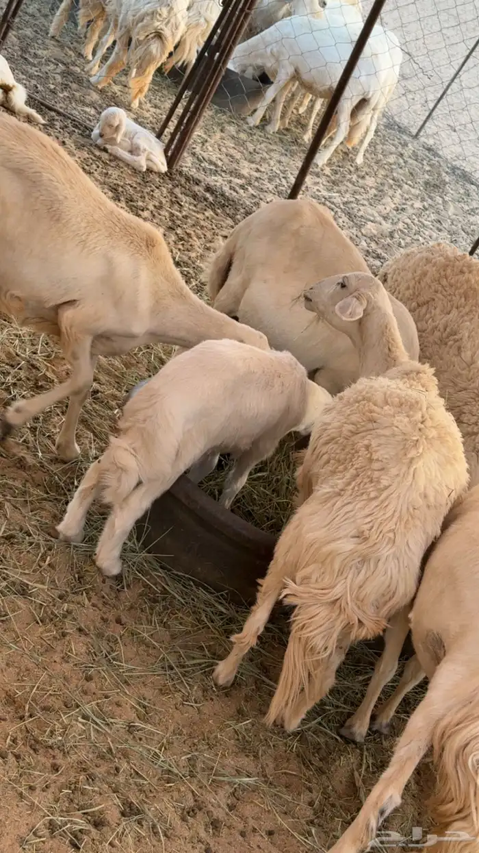 غنم مراح كفو كفو متابيع ودفيع 3