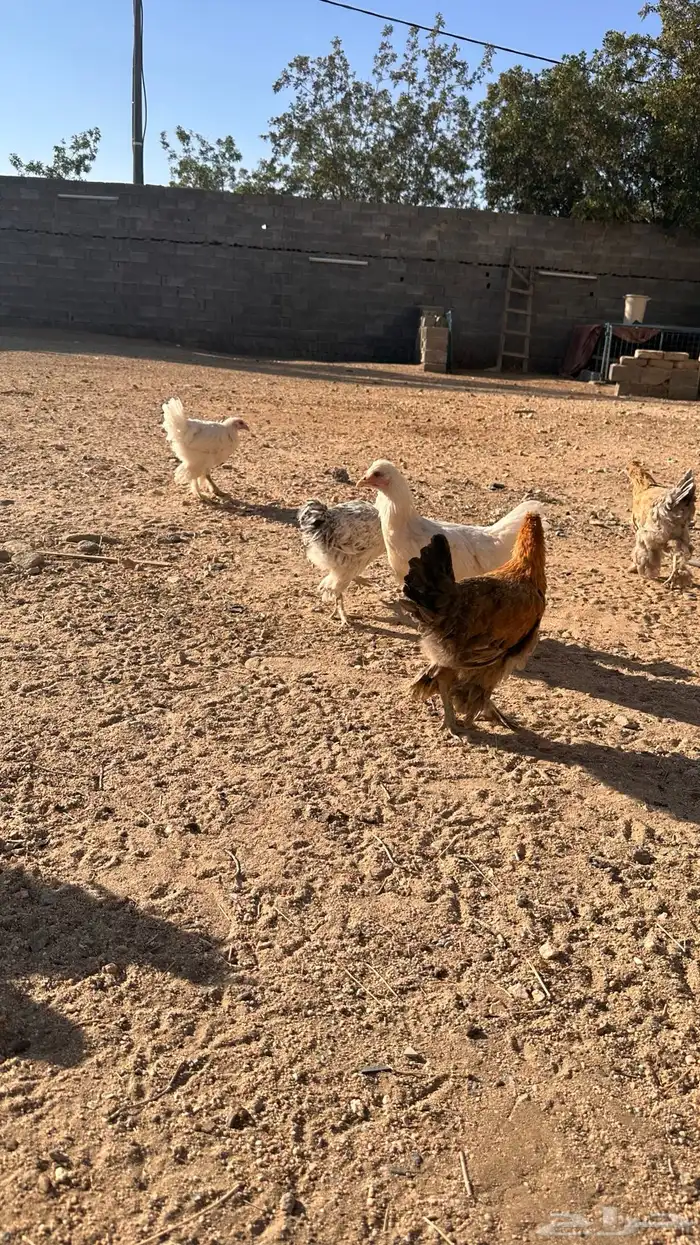 صوص براهما 5