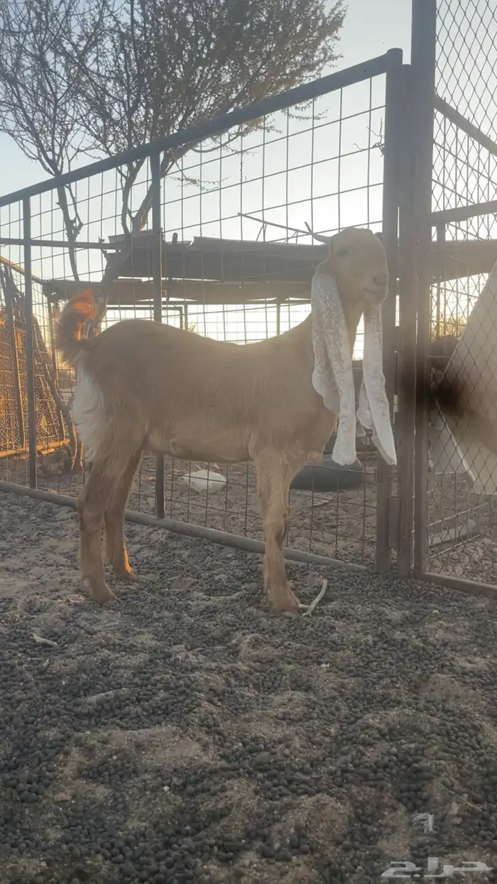 جفره هولنديه صنف 0