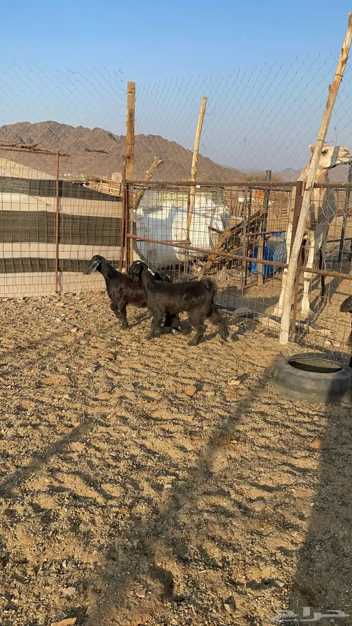 تيوس مندي(تم البيع) 10