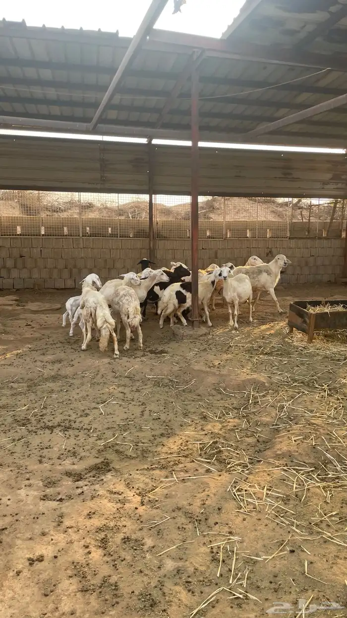 حريات من الجذع الى السديس 0