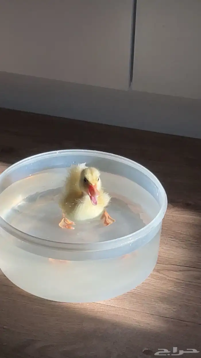 بطه صغيره للبيع 3