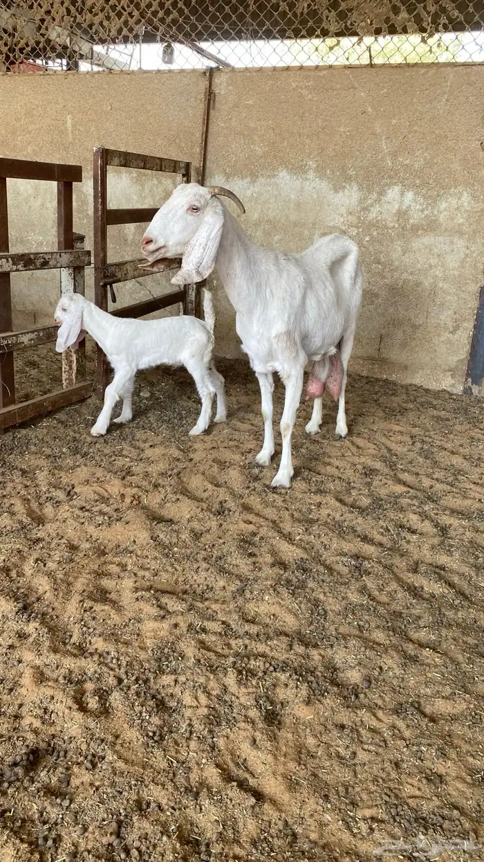 عنز مشروكه تحتها تيس 1