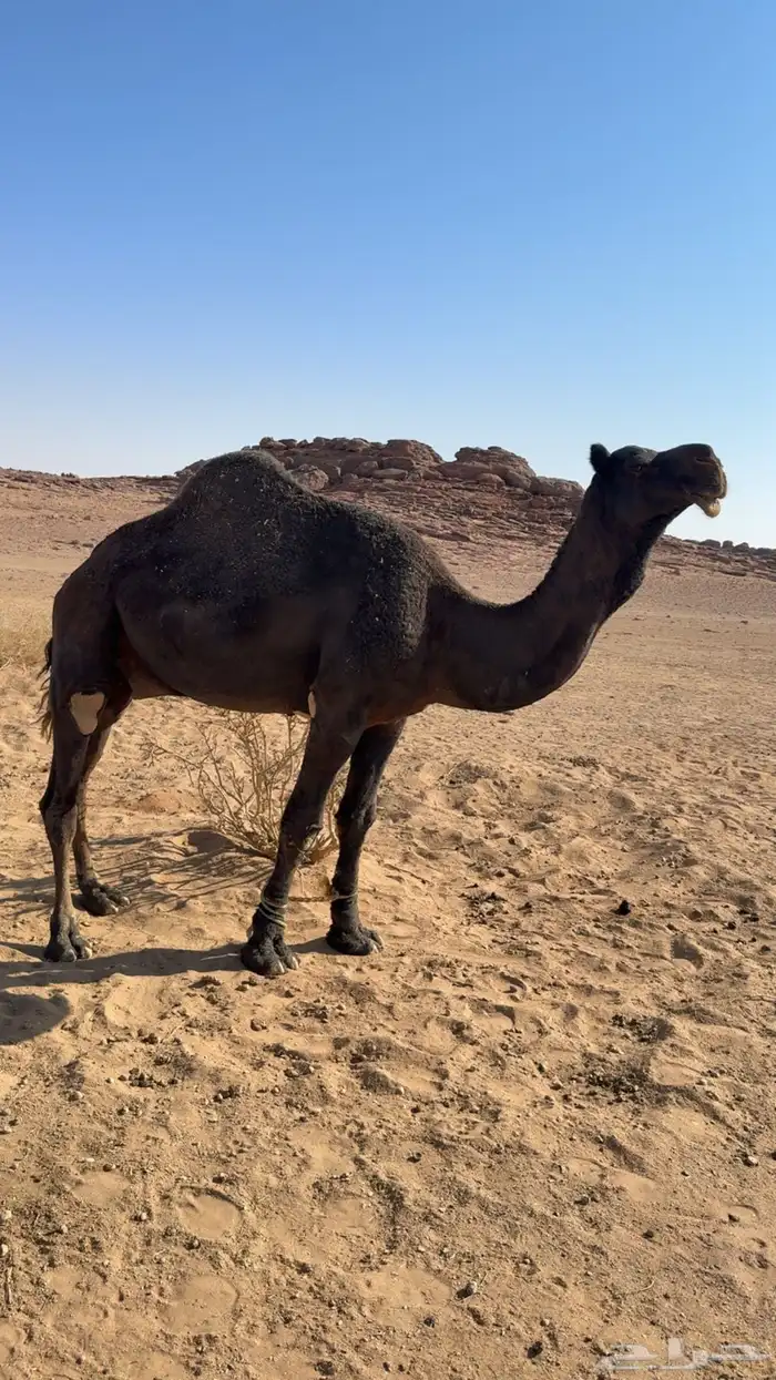 جمل فحل للبيع 0