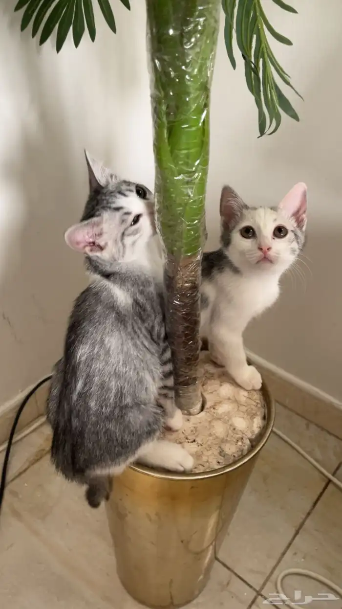 قطتان تبني العمر شهرين أنثى 0