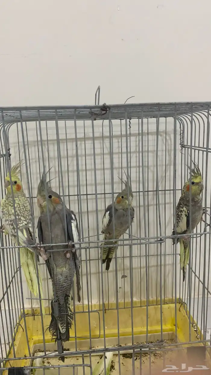 طيور كروان 0