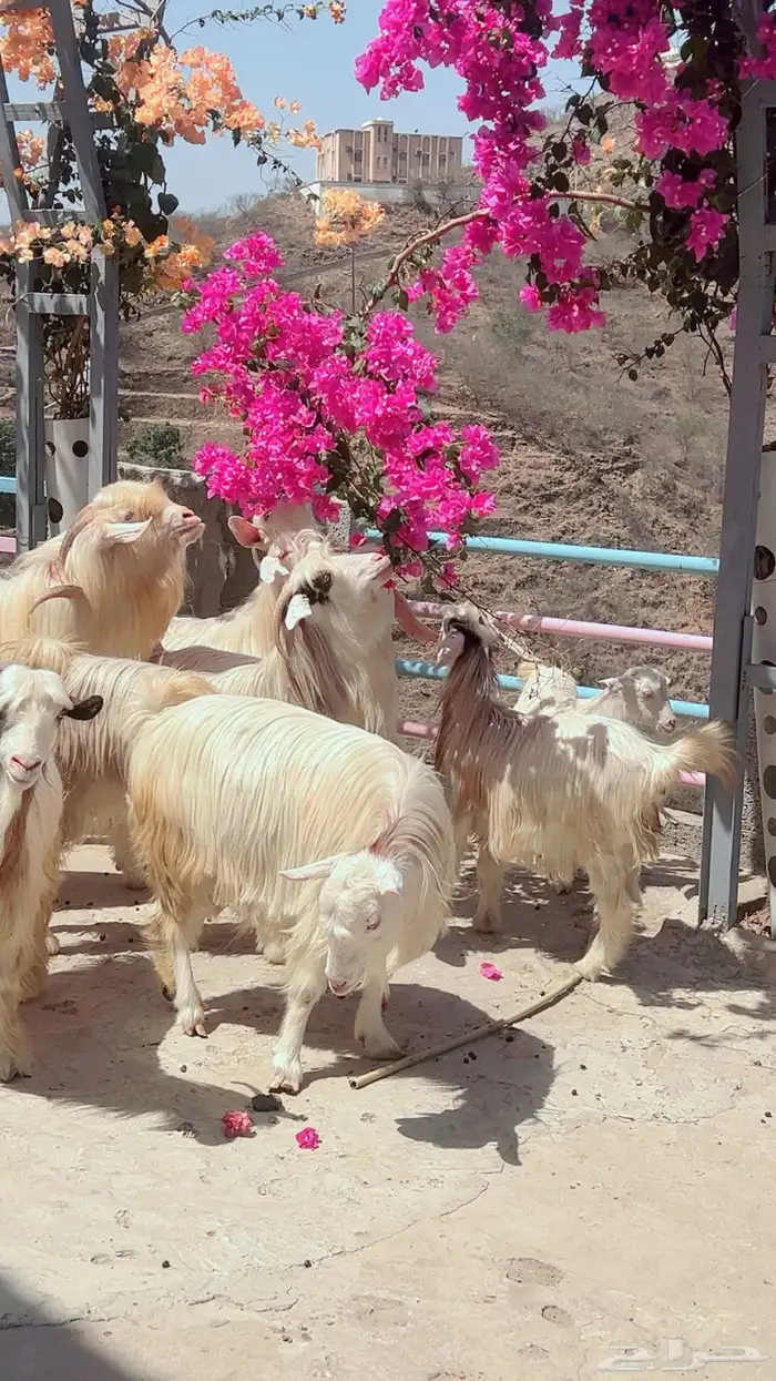 ماعز رحبيات 0