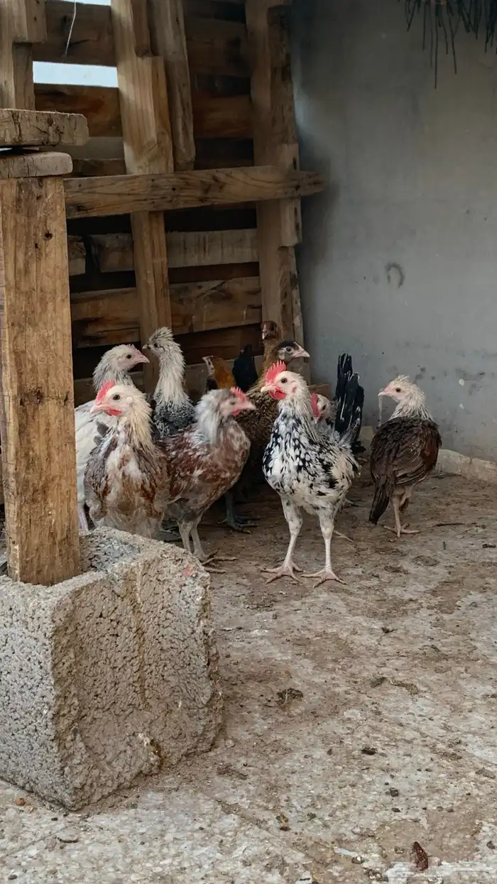 صوص بلدي عمر ثلاثه اشهر تقريبا 2