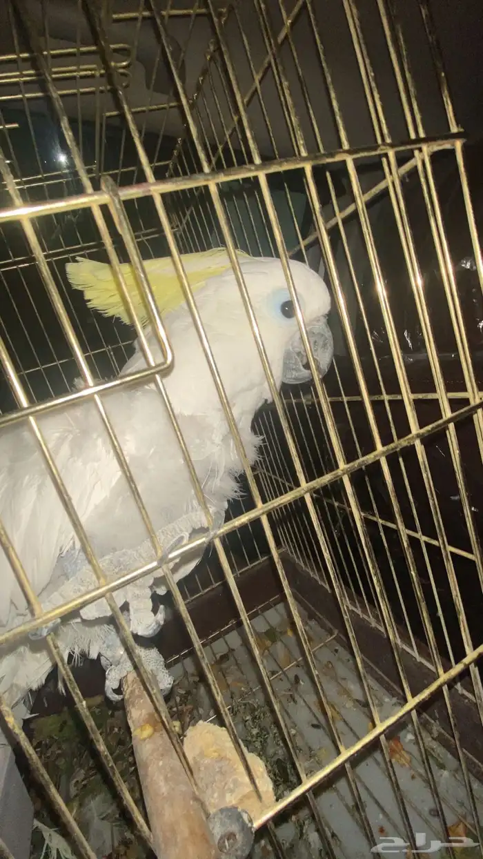 كوكاتو متكلم 4