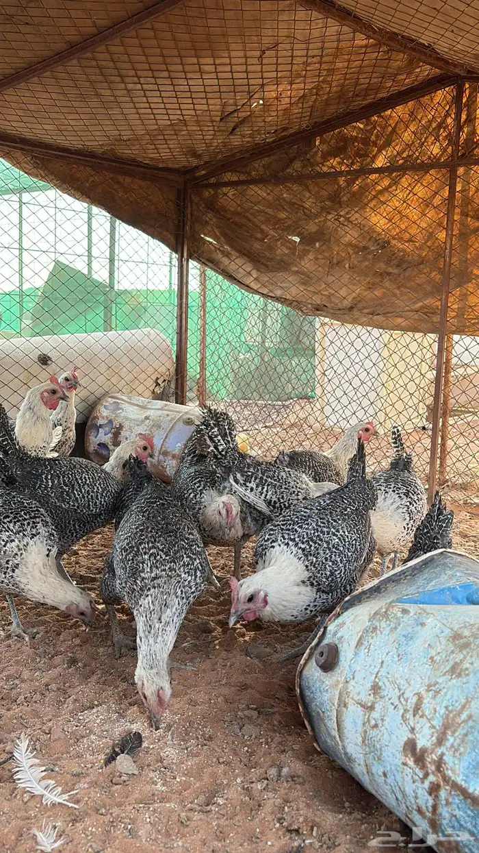 دجاج فيومي بياض 0