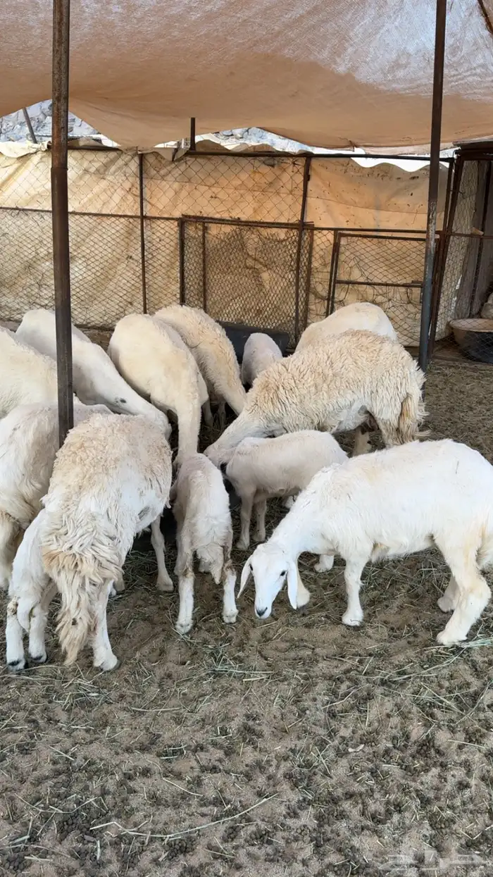 غنم مراح كفو كفو متابيع ودفيع 4