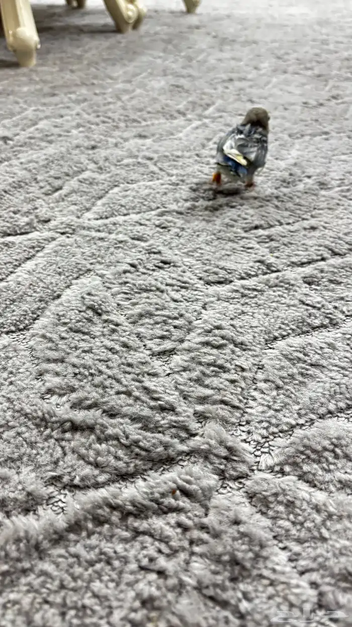 فرخ روز أليف العمر ماكمل شهر 5