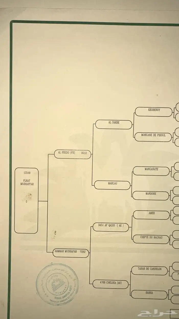 فرس عربيه ورق تحتها مهره البيع ب المهره او بدون 4