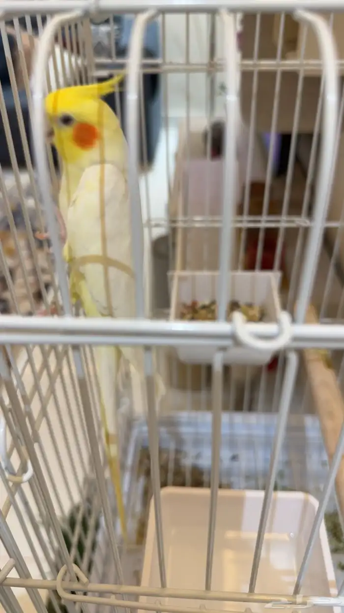 كروان لاتينو متكلم 2