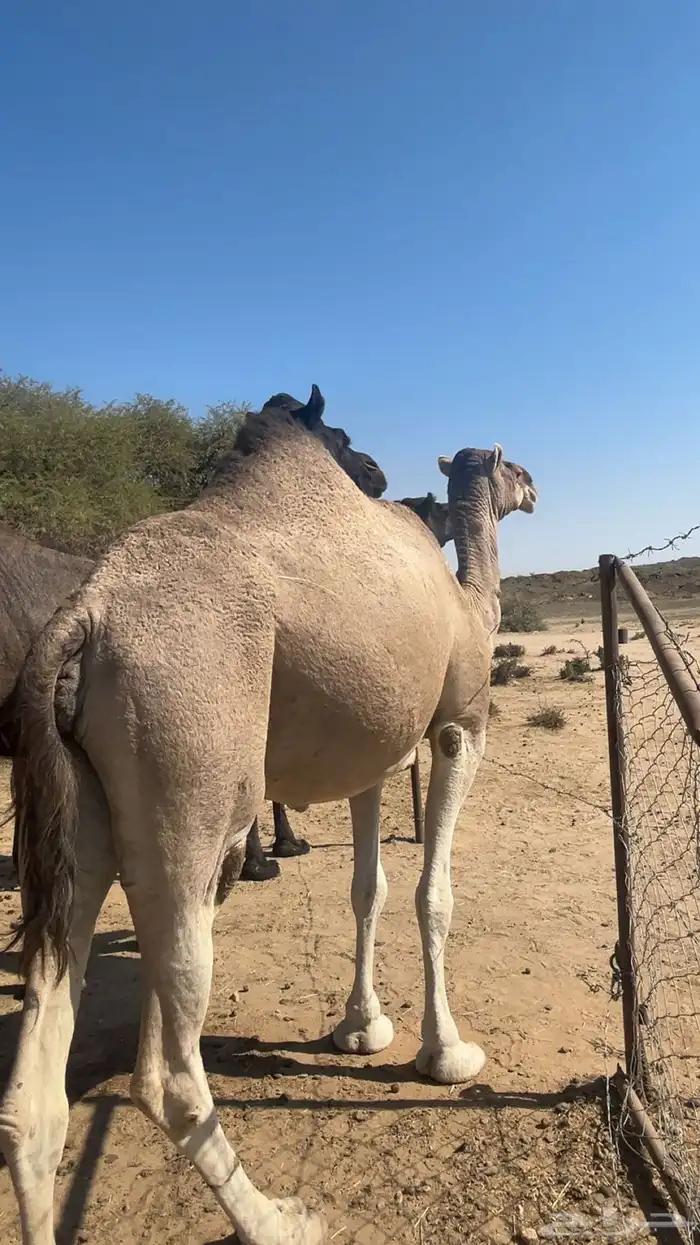 ضروبه اراكه مبيوع حاشيه والسوم 4500 0