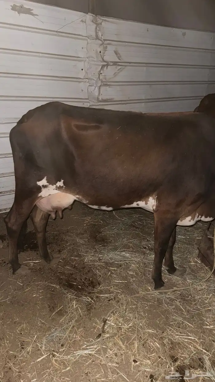 ابقار للبيع 4