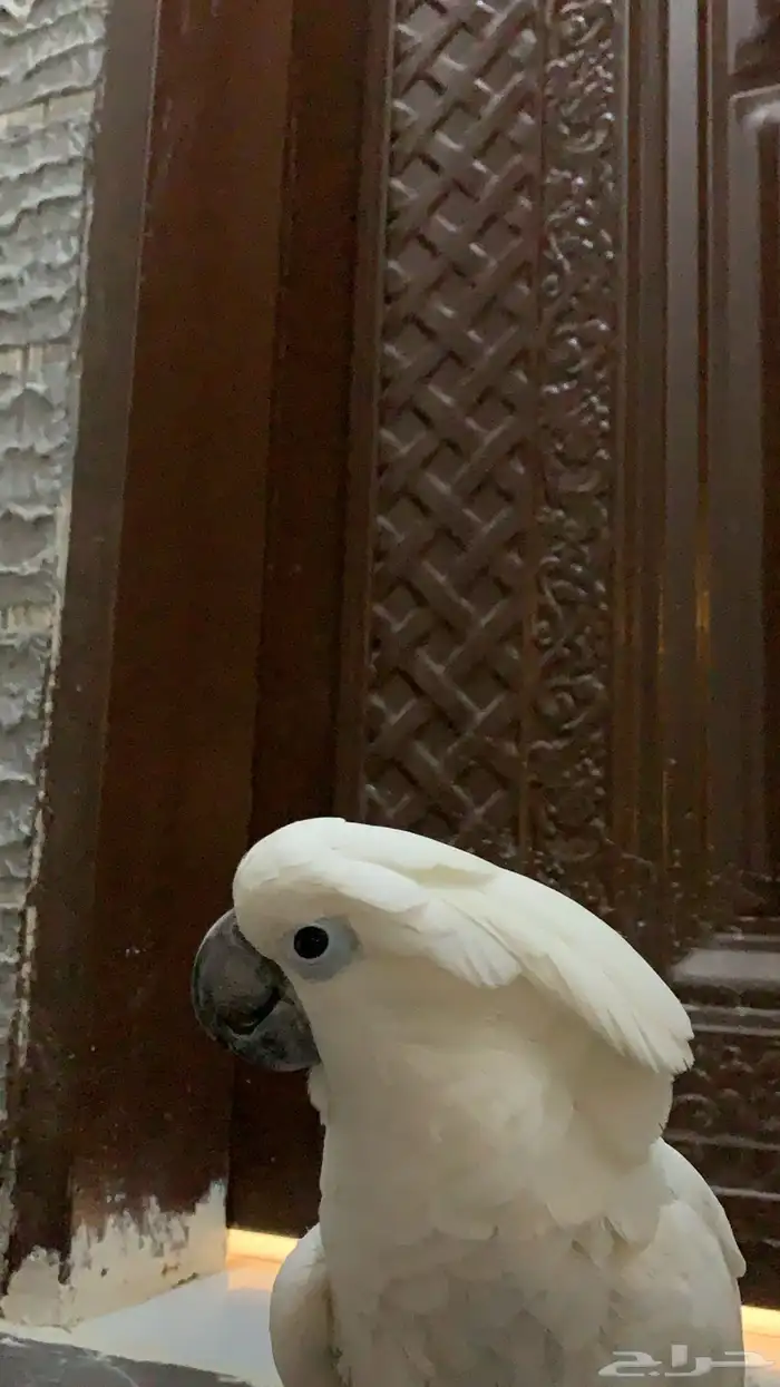 ببغاء كيكاتو امبريلا 1
