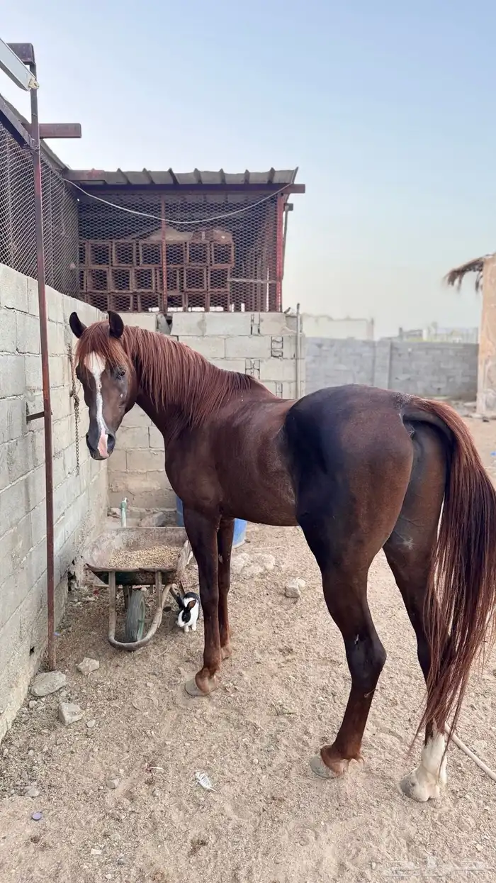 خيل شعبي 1