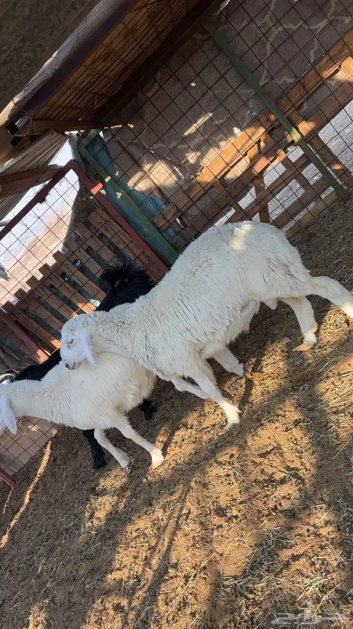 طليان حريه جبره ونضيفه ع شرط 0