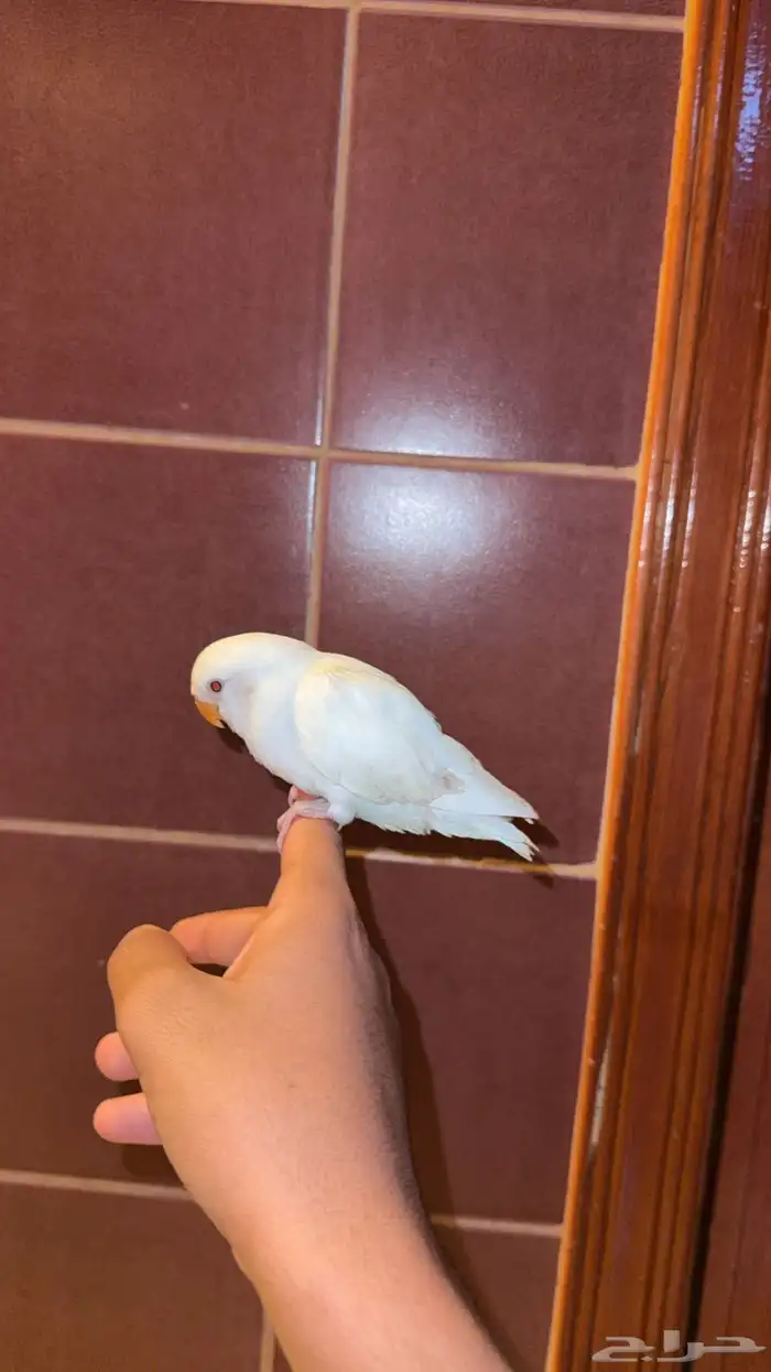 فرخ روز البينو اليف هدد 2