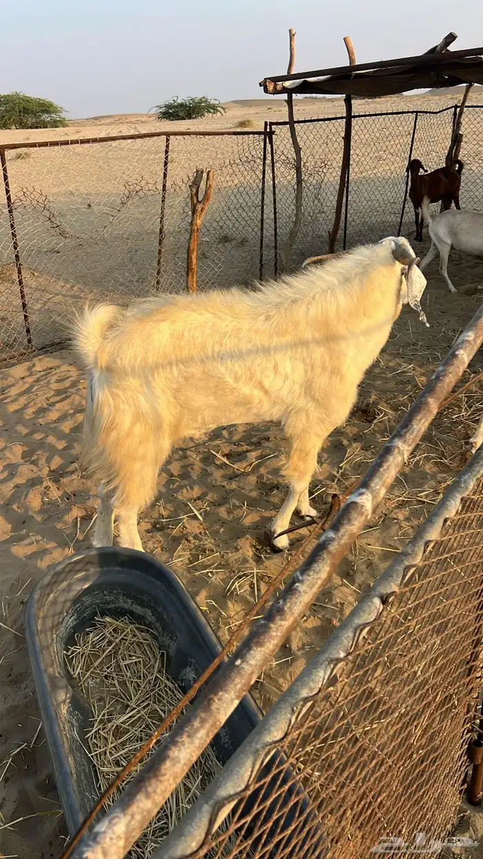 تيس عارضي للبيع 2