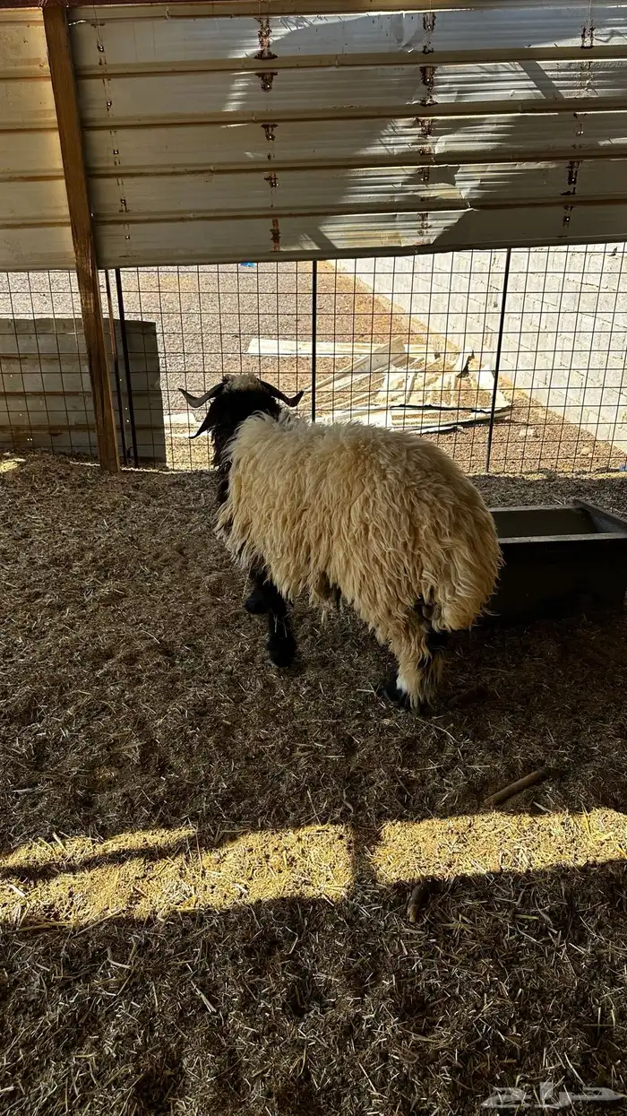 ذبايح نعيم 2