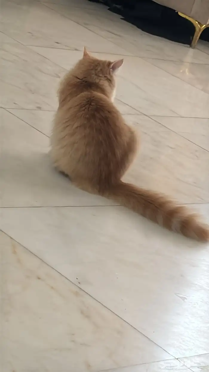 قطط التبني شيراز 2ذكر عمر خمسة اشهرونصف 2