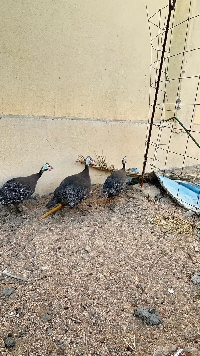 دجاج حبشي نضيف العدد 4 0