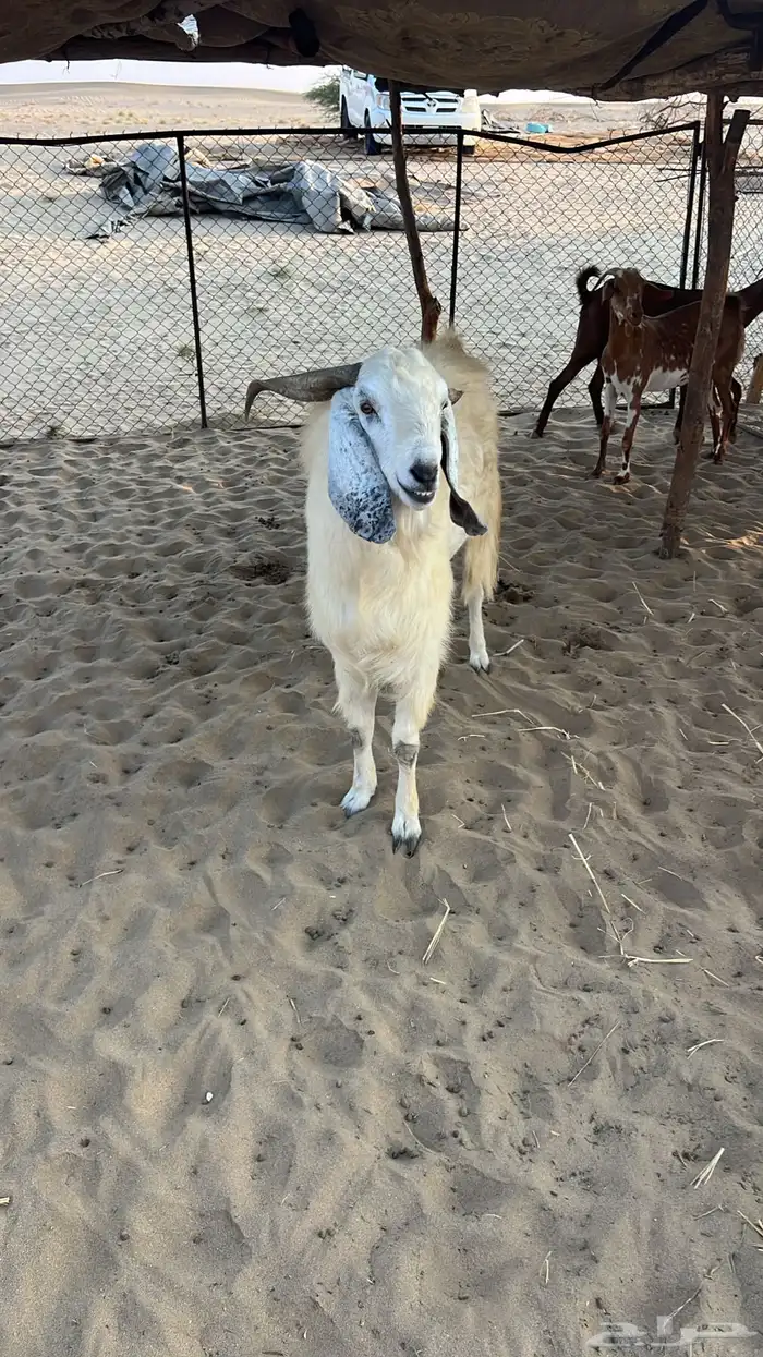 تيس عارضي للبيع 0