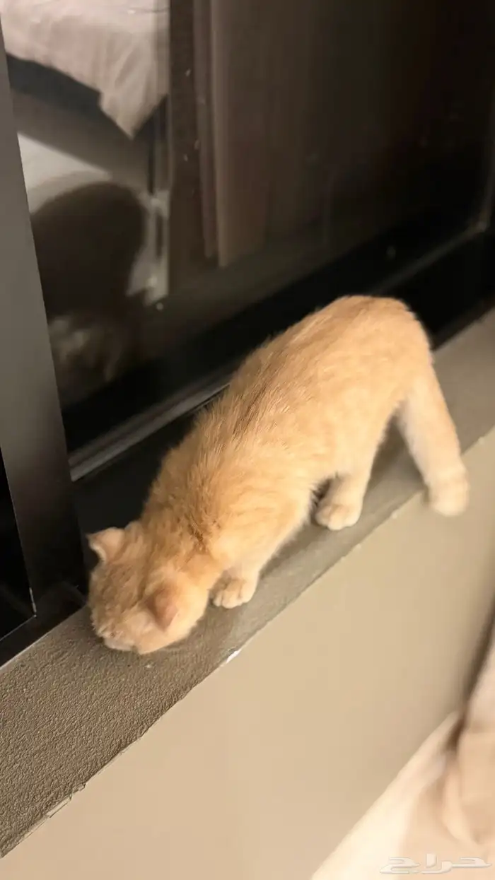 هرة سكوتش فولد أنثى 0