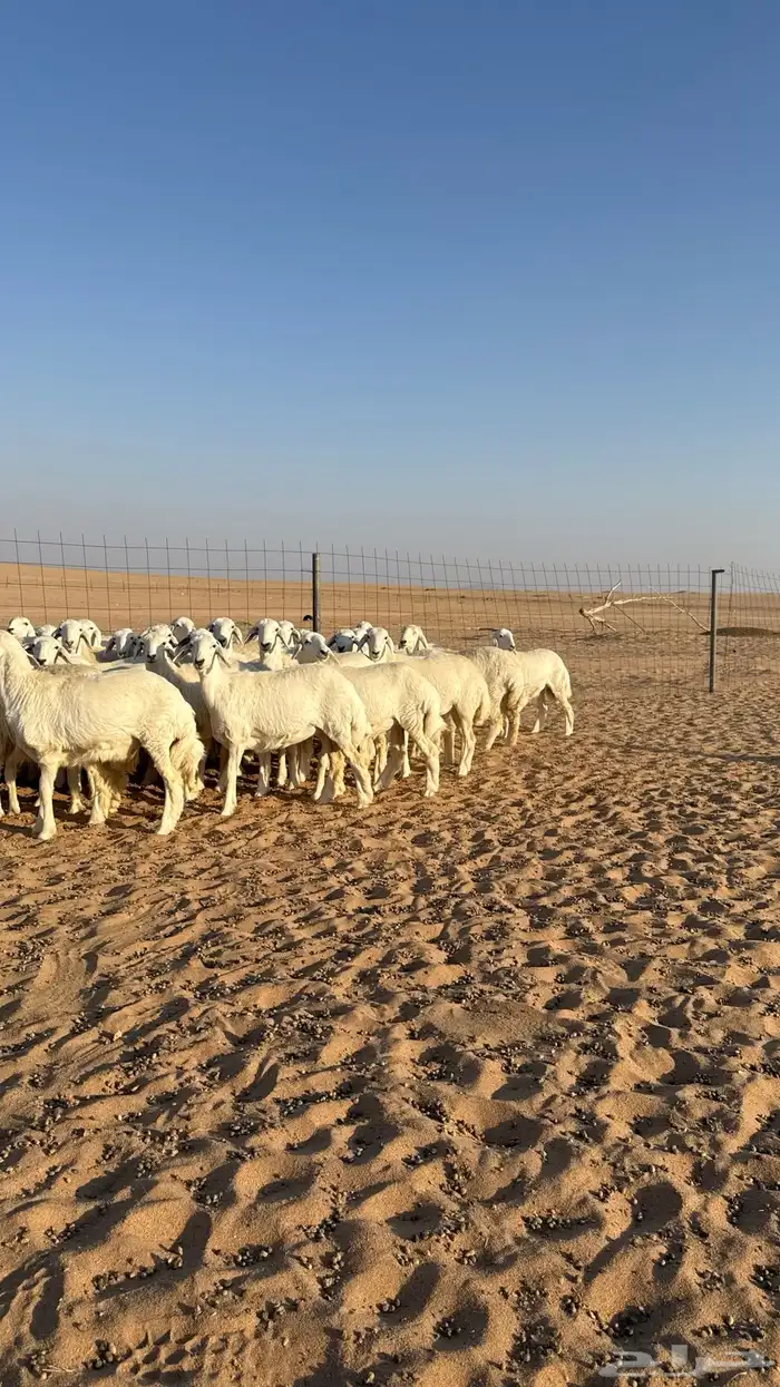 رخال جذعات حرش حلال فاخر 1