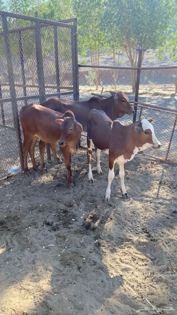 6 حسلان كلها ذكور على السوم 0