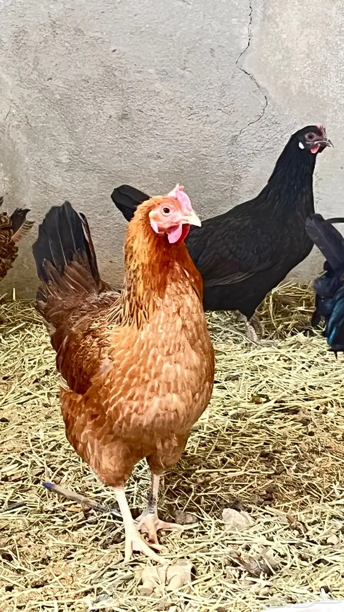 دجاج 2فرنسي وثلاثه عربي 4