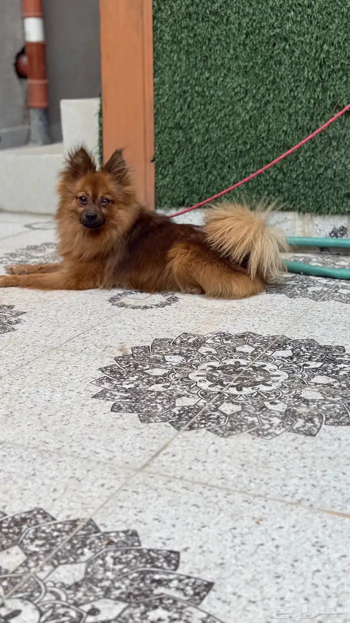 بيعه مستعجله 0