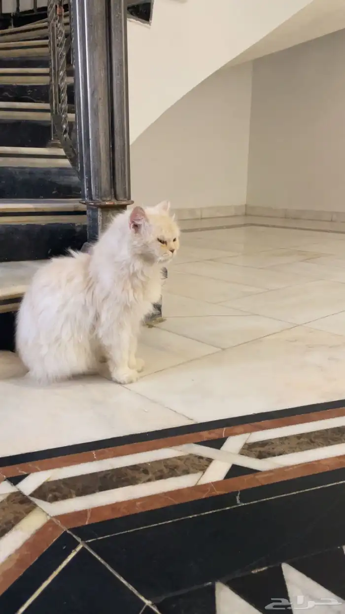 قطه للتبني 1