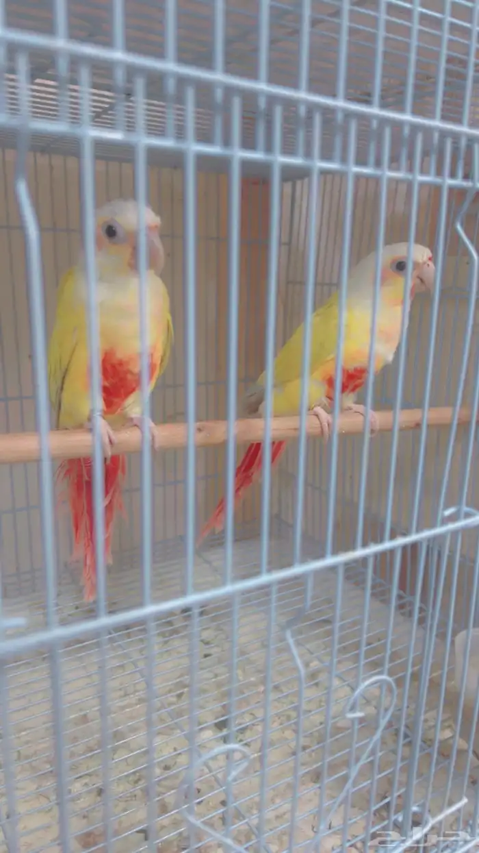 اناثي صن شك صبغه قويه 2