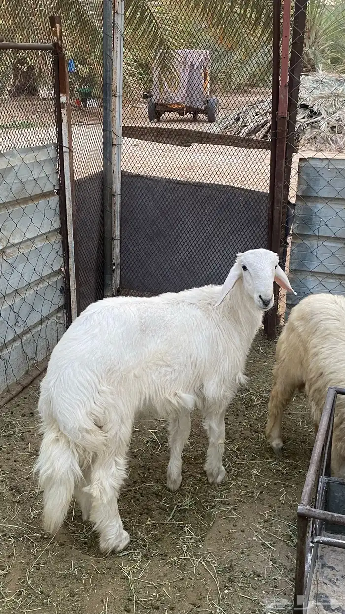 خرفان ورخال صفر (تم البيع) 1