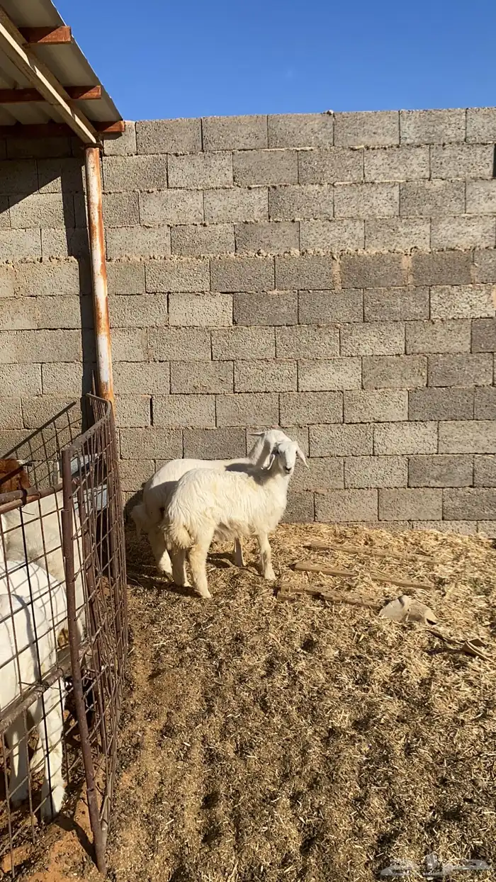 رخال حريه للبيع 3