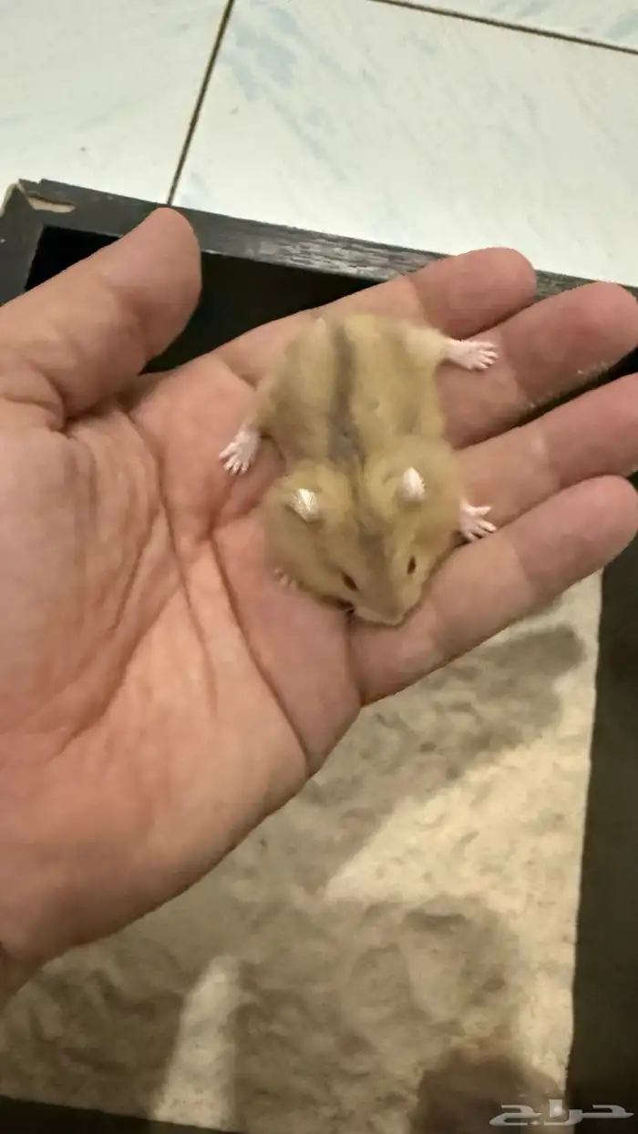 هامستر ونتر وايت (الدبدوب) للبيع 2