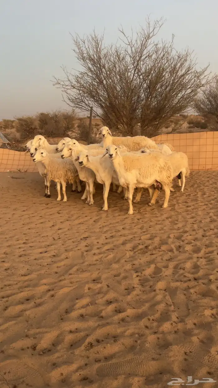 غنم حريه كفو 0