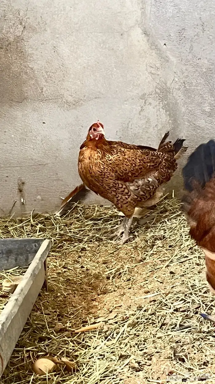 دجاج 2فرنسي وثلاثه عربي 6