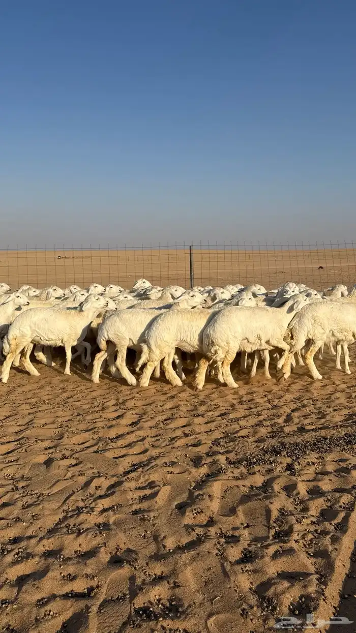 رخال جذعات حرش حلال فاخر 9