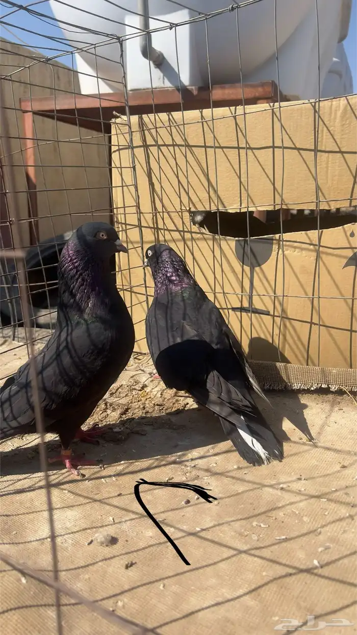 حمام قطيفي للبيع 3